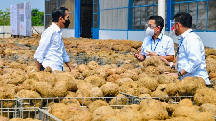 Presiden Jokowi meninjau pabrik pengolahan Umbi Porang milik PT Asia Prima Konjac, di Kabupaten Madiun, Provinsi Jawa Timur, Kamis (19/8/2021)