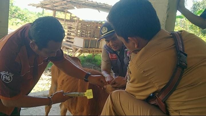 Drh. Suba'i saat melakukan eartag pada hewan ternak di Wilayah Bangkalan.

Foto : Anam klikku.net dok ist.