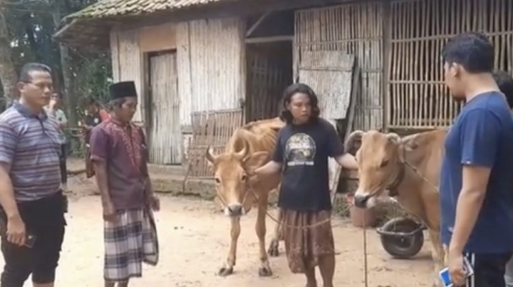 Polsek Tanah Merah AKP Buntoro saat penemuan dua ekor sapi barang bukti pencurian hewan warga Desa Tanah Merah Dajah di Kandang Warga Dusun Sandan, Desa Kendaban.

Foto : Anam klikku.net dok ist.