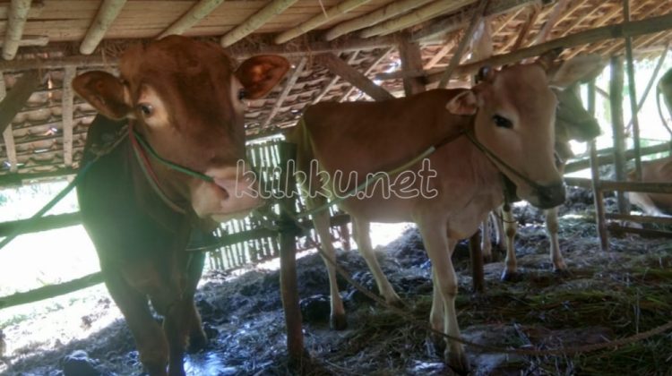 Sapi merah milik petani di Kabupaten Sampang, Madura, Jawa Timur (Doc. Anaf/klikku)