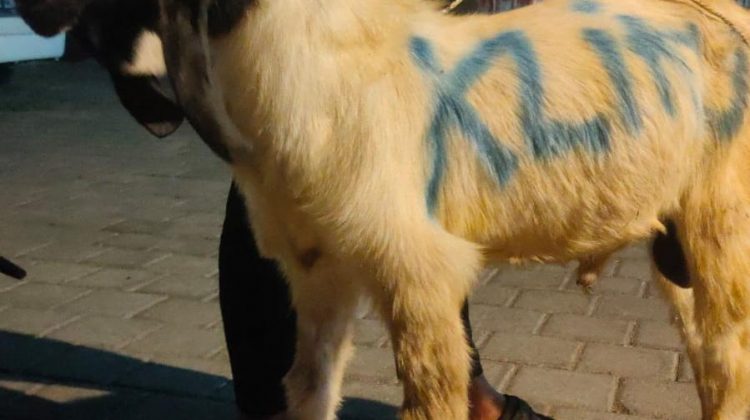 Salahsatu kambing hewan qurban redaksi klikku.