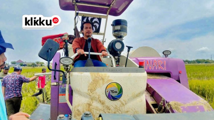 Dok klikku.id Anam Biro Bangkalan Jawa Timur. Kegiatan panen poktan Desa Tunjung, Kecamatan Burneh Bangkalan.