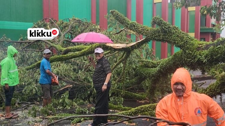 Foto : Dok Anam klikku. Achmad Siddik Plt Kepala DLH Bangkalan turun ke lokasi pohon tumbang.