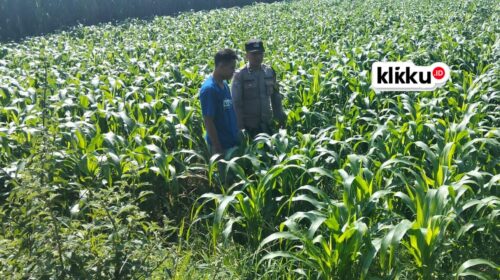 Dok Foto Titin klikku.id Biro Jombang.