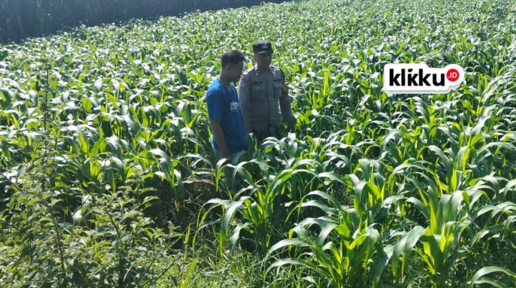 Dok Foto Titin klikku.id Biro Jombang.