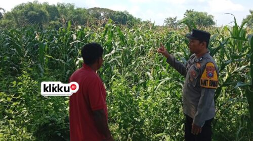 Dok foto : Titin klikku.id Biro Jombang.