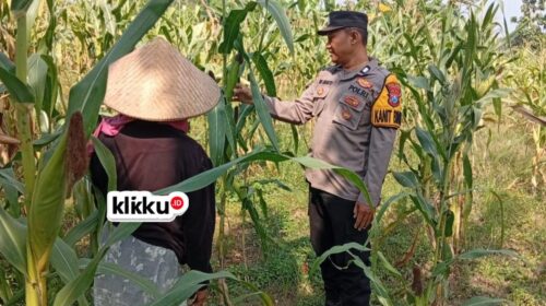 Dok foto klikku.id Titin Jombang.