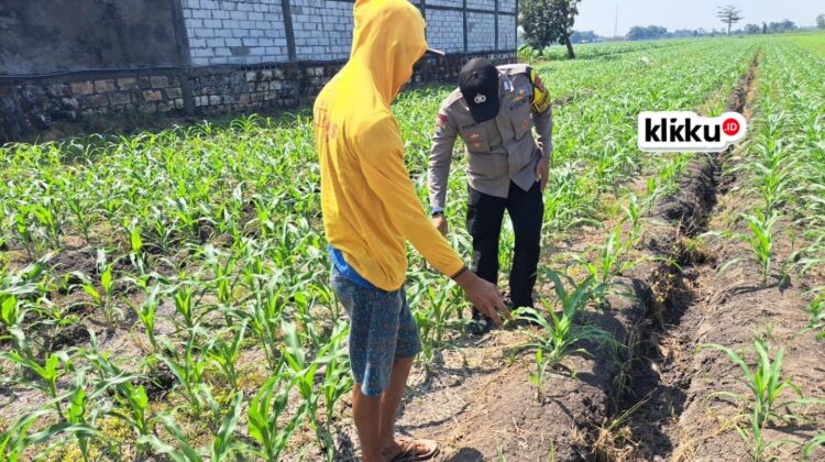 Dok Foto KLIKKU.ID Titin Jombang.
